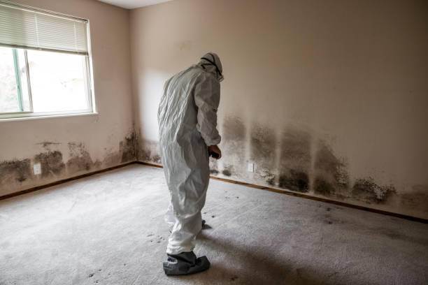 Best Mold Odor Removal Services  in Fort Campbell North, KY