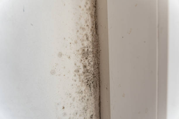 Best Black Mold Removal  in Fort Campbell North, KY